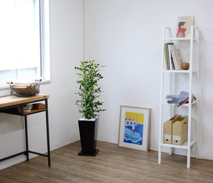 観葉植物 ゲッキツ シルクジャスミン スクエア陶器入り 室内用 インテリア おしゃれ St 観葉植物の専門店 彩植健美 通販 フラワーコーポレーション観葉植物 シルクジャスミン ゲッキツ ロングスクエア陶器鉢植え 7号 おしゃれ お祝い Zahnarzt Franz De 観葉植物 ゲッキツ シルクジャスミン スクエア陶器入り 室内用 インテリア おしゃれ St 観葉植物の専門店 彩植健美 通販 フラワーコーポレーション観葉植物 シルクジャスミン ゲッキツ ロングスクエア陶器鉢植え 7号 おしゃれ お祝い Zahnarzt Franz De