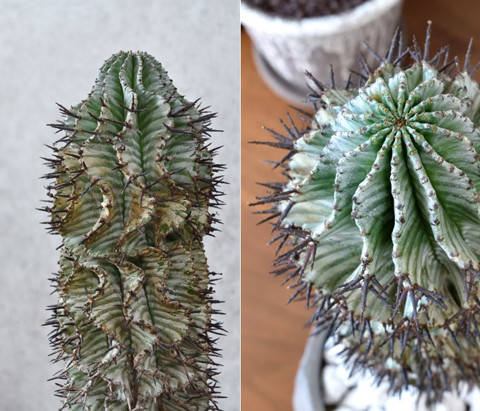 た*ん様 ユーフォルビア　ホリダ(ゼブラホリダ)/珍奇植物/多肉植物 現品 観葉植物 本物 多肉植物 ユーフォルビア・ホリダ・ゼブラ