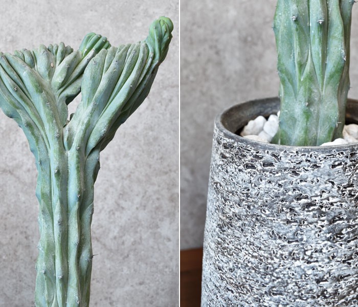 観葉植物 本物 柱サボテン竜神木（リュウジンボク）綴化 現品