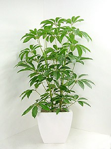 ツピダンサス・カリプトラタスの育て方 - 観葉植物の専門店 彩植健美