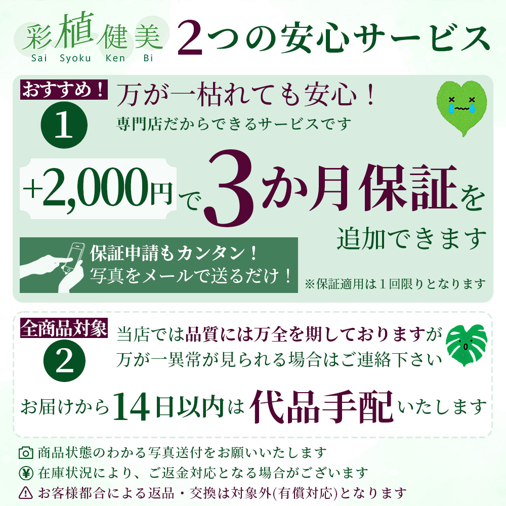 観葉植物 本物 シュロチク 10号鉢 大型 棕櫚竹 背が高い 日陰に強い