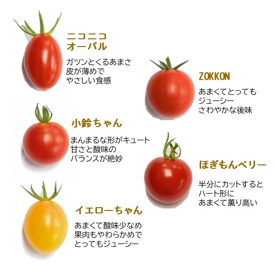 ⭐️お買い得⭐️ミニトマト　12kg ミニトマト12パックセット 10種類のミニトマトが大集合！ 岐阜県さかほ