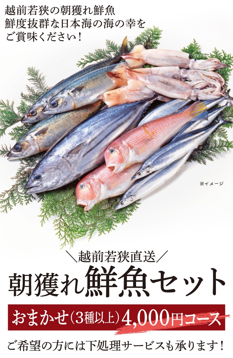 Rakuten 鮮魚セット 鮮魚ボックス 4000円コース 鮮魚 詰め合わせ 直送 ３種以上 下処理 notimundo.com.ec