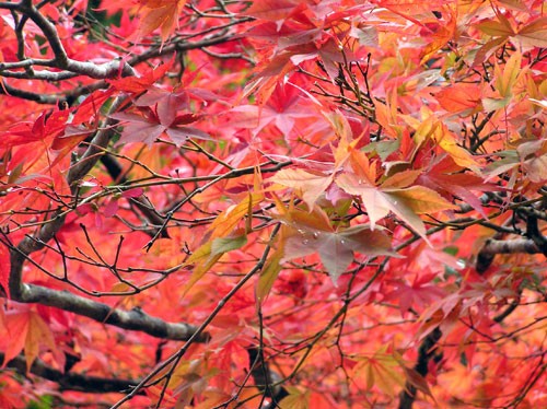 貼り絵 もみじ 大 59 : 桜堂 - 通販 - Yahoo!ショッピング