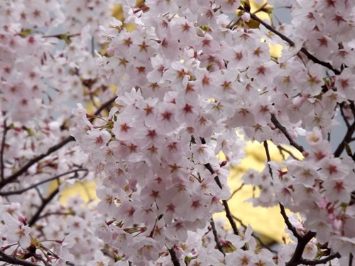 大阪市天王寺区　一心寺の桜