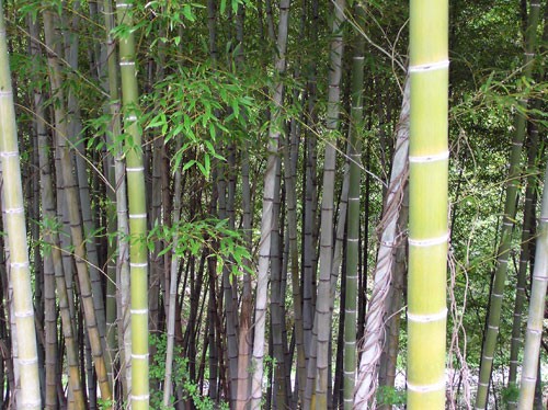 竹林