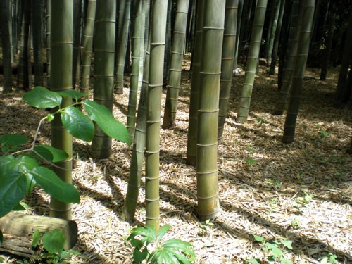 若竹の竹林