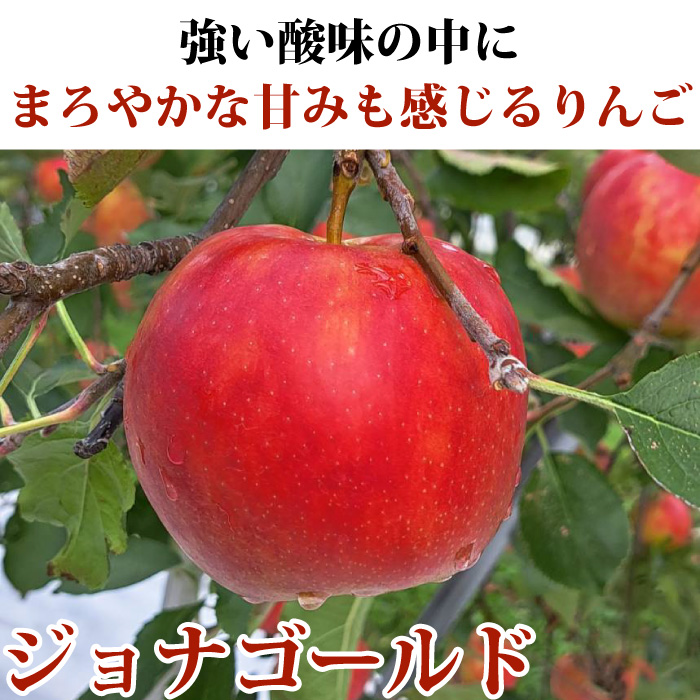 りんご 訳あり 青森県産 ジョナゴールド 家庭用 キズあり 3kg 産地直送 産直 自宅用 ワケあり お試し 試食 食べ物 旬の くだもの 果物