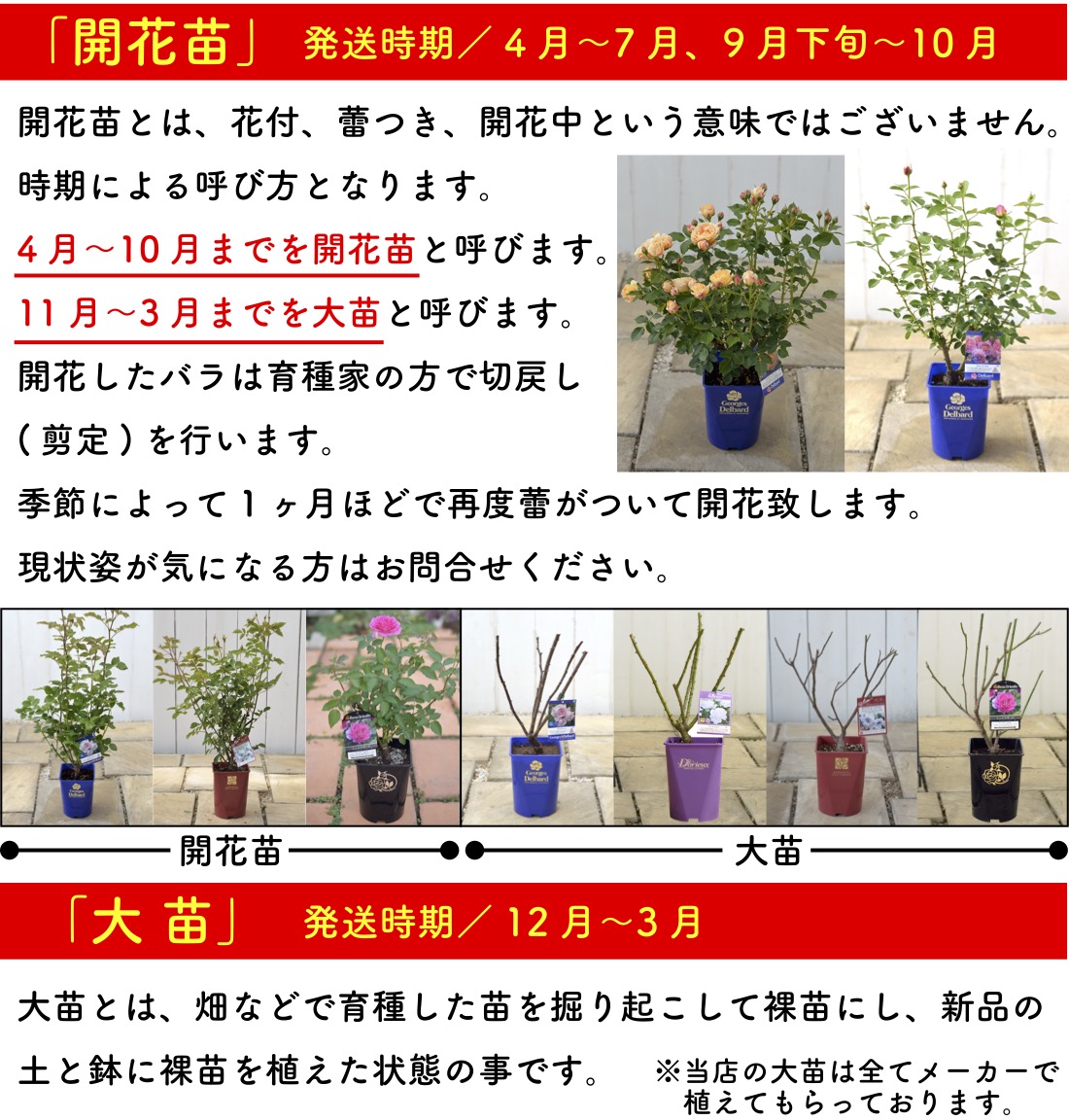 送料無料　ソフィー ロシャス6号鉢　秋開花株　　鉢植え バラ 薔薇 デルバール 大苗 フレンチローズ 開花苗 ソフィーロシャス |  | 05