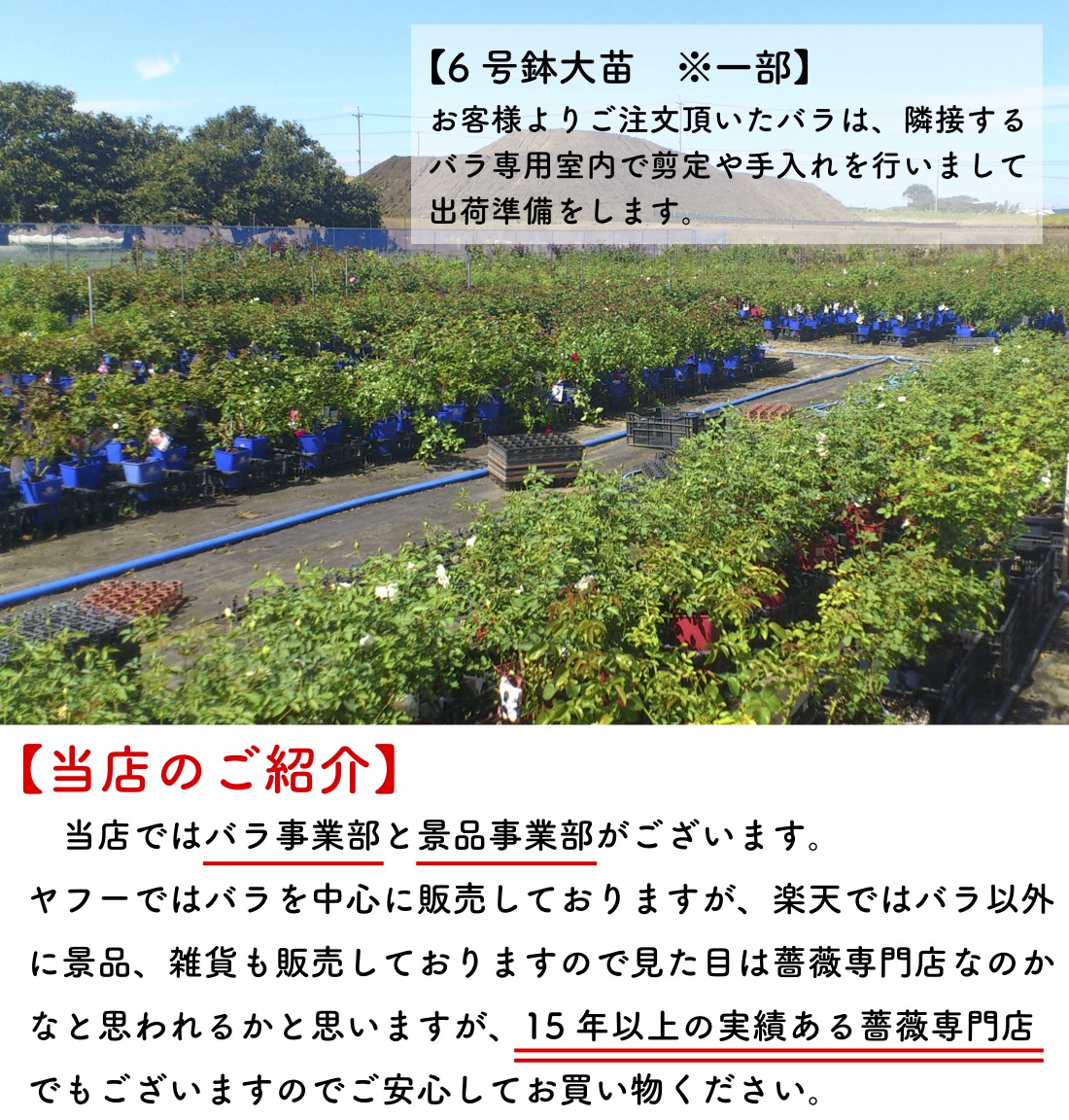 送料無料　ソフィー ロシャス6号鉢　秋開花株　　鉢植え バラ 薔薇 デルバール 大苗 フレンチローズ 開花苗 ソフィーロシャス |  | 06