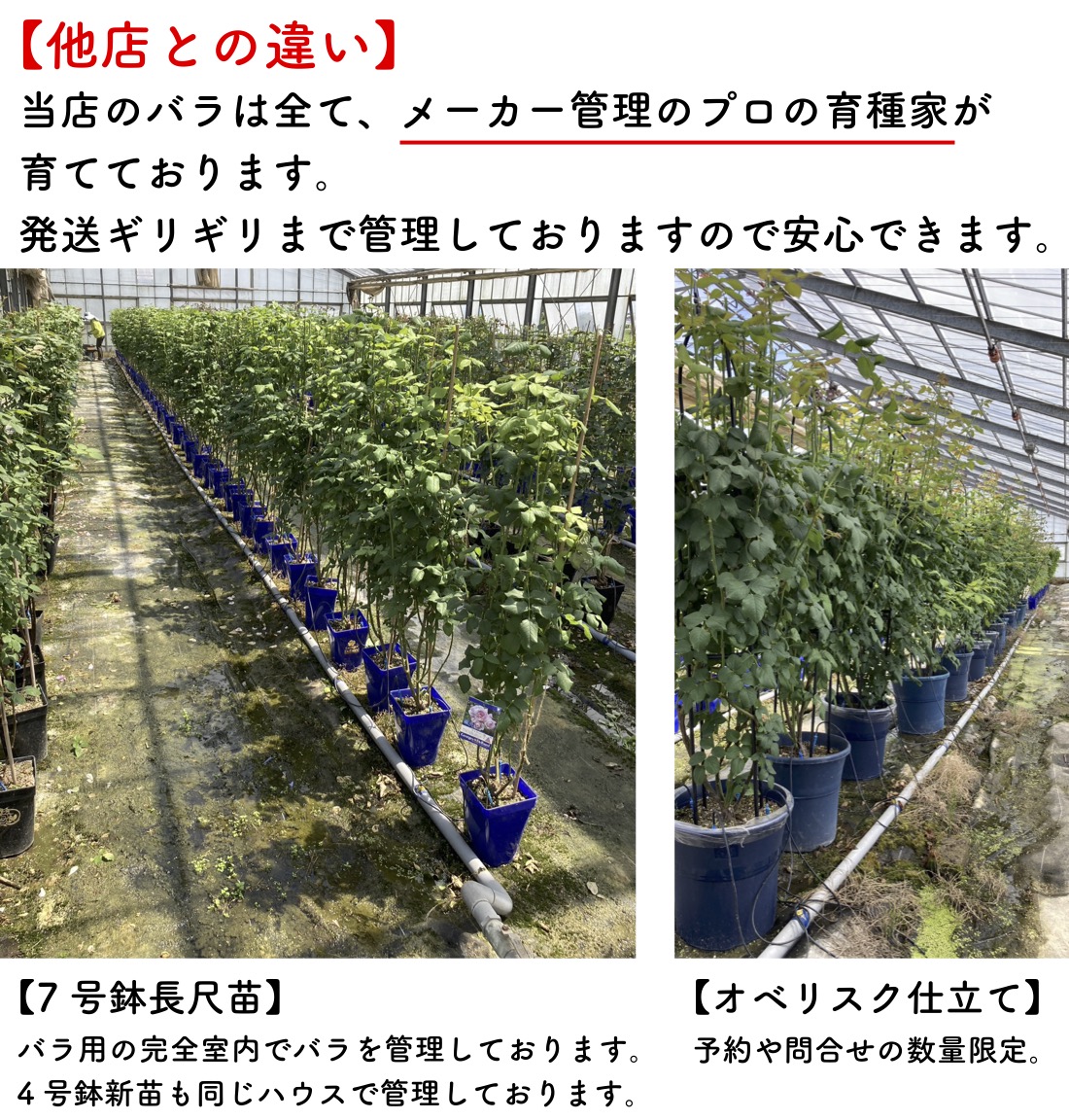 送料無料　ソフィー ロシャス6号鉢　秋開花株　　鉢植え バラ 薔薇 デルバール 大苗 フレンチローズ 開花苗 ソフィーロシャス |  | 08