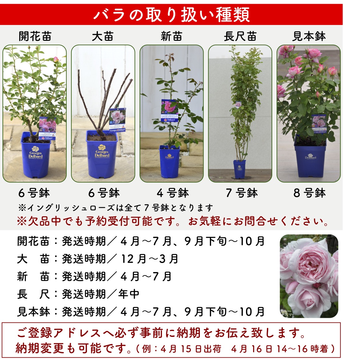 送料無料　ソフィー ロシャス6号鉢　秋開花株　　鉢植え バラ 薔薇 デルバール 大苗 フレンチローズ 開花苗 ソフィーロシャス |  | 10