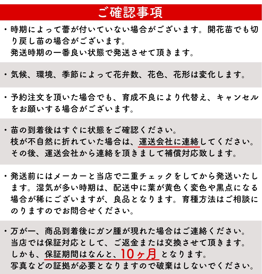 送料無料　ソフィー ロシャス6号鉢　秋開花株　　鉢植え バラ 薔薇 デルバール 大苗 フレンチローズ 開花苗 ソフィーロシャス |  | 11