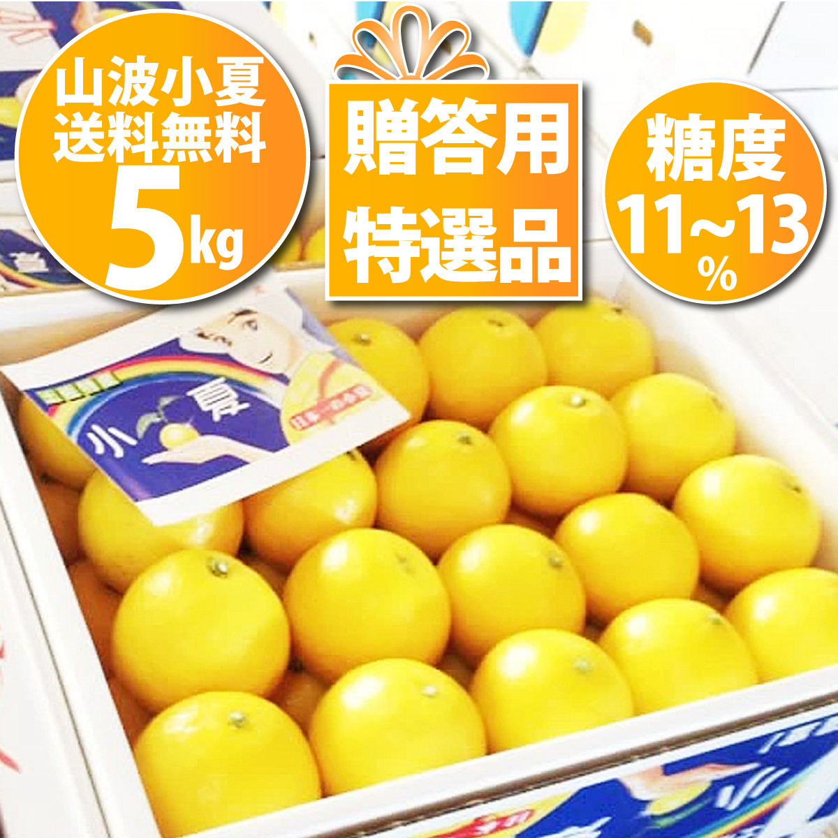 小夏 高知産 山波小夏研究会 温室小夏約5kg 贈答用特選品：ハウス小夏