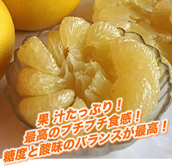 土佐文旦 ご贈答用 秀品 綺麗な中玉2L〜Lサイズ5kg高知産 沖縄本土