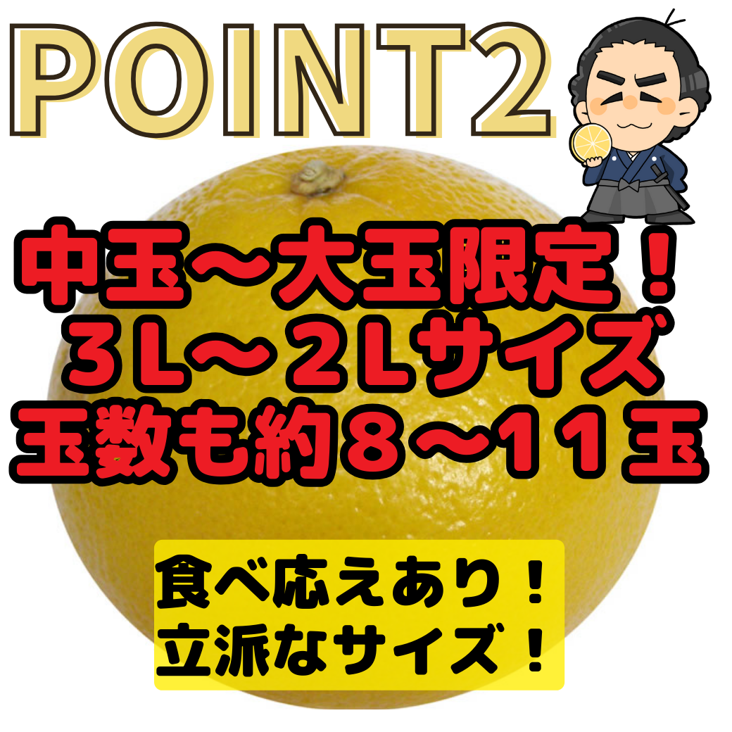 土佐文旦不動の一番人気