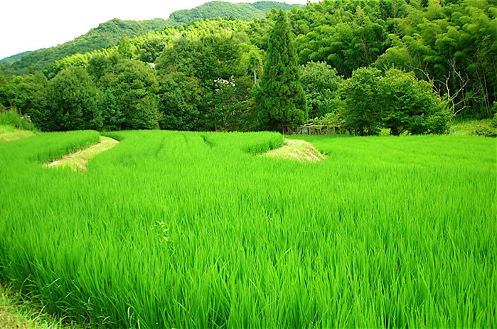 高知県 四万十町産 仁井田米 玄米 約30kg 新米(玄米）本州