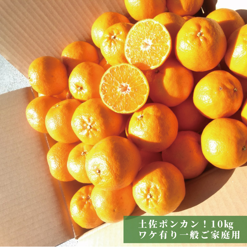 週末限定ンセール ポンカン10kg ご家庭用サイズおまかせ 高知産土佐ポンカン 果物