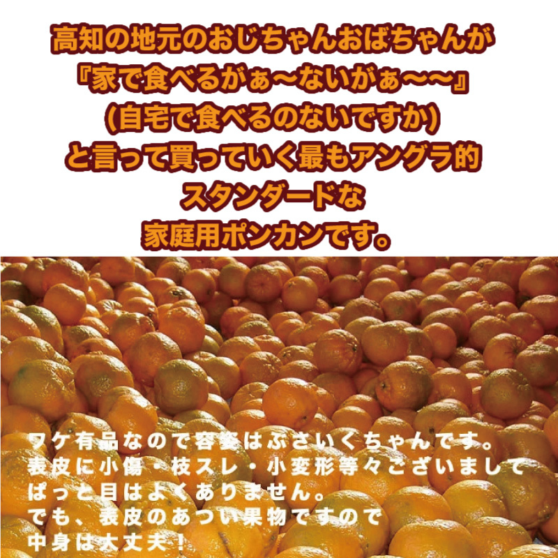 ポンカン10kg ご家庭用サイズおまかせ 高知産土佐ポンカン