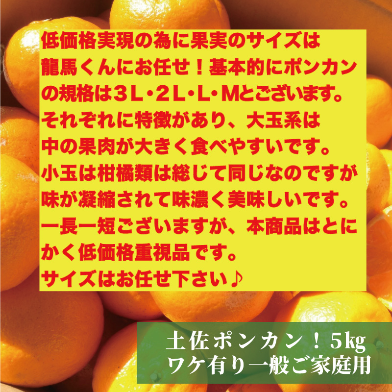 ポンカン５ｋｇ　ご家庭用　土佐ポンカン ぽんかん　高知産 １月中旬以降発送商品