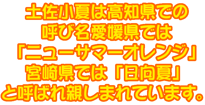 小夏５kgご贈答用 高知産土佐小夏 日向夏 ニューサマーオレンジ