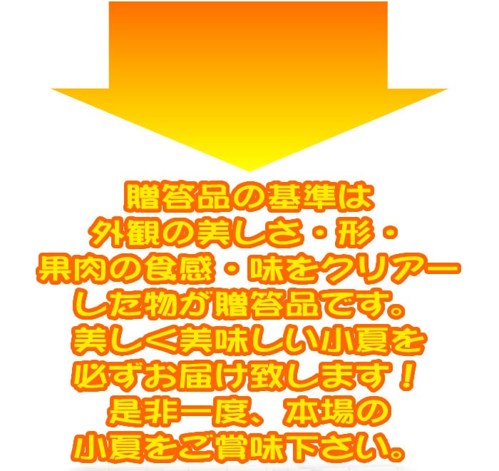 小夏５kgご贈答用 高知産土佐小夏 日向夏 ニューサマーオレンジ