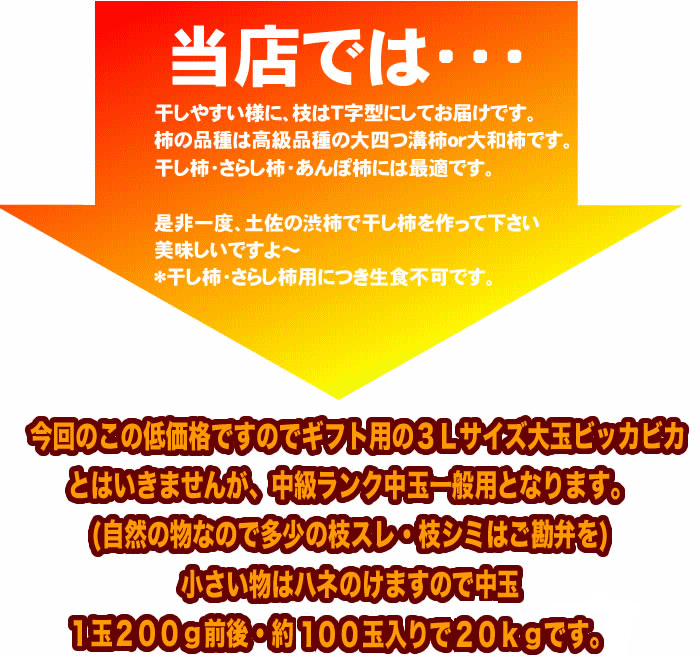 高知産　渋柿　約２０ｋｇ　大和柿　干し柿用　北海道沖縄発送不可 渋柿 大和柿 約20kg 枝付 高知産 干し柿 つるし柿 干しかき