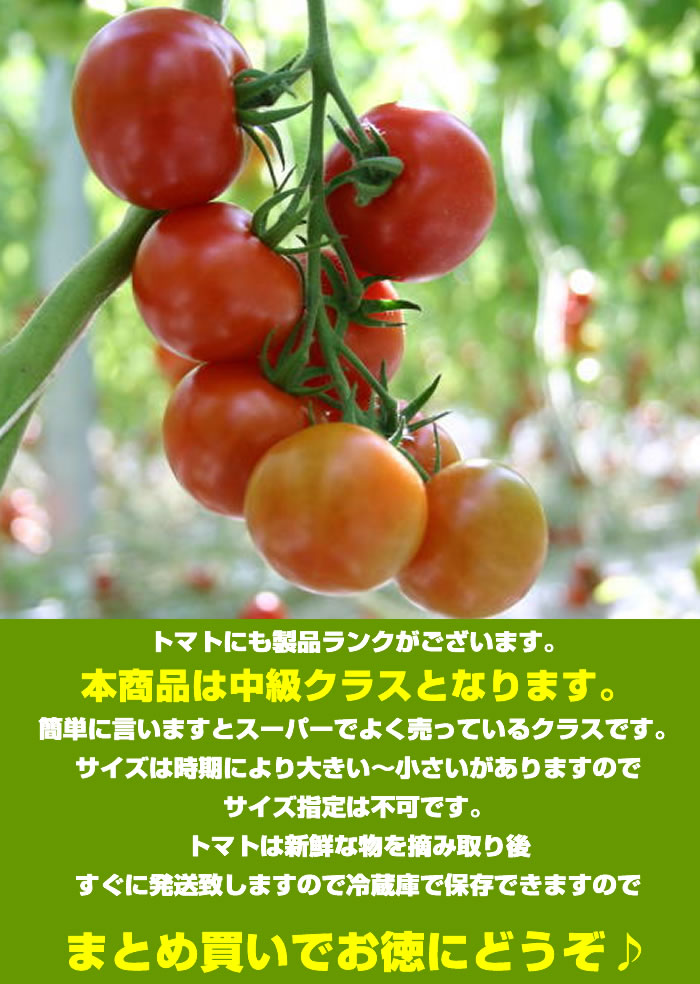 トマト 約４kg 桃太郎 トマト 高知産 とまと : tomato-kouti4 : 産直