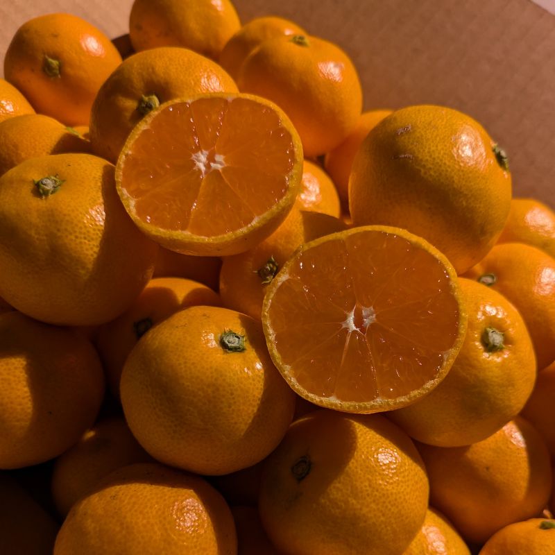 フクロウ様　　山北みかん3キロくらいおまけ果物付き フクロウ様 山北みかん3キロくらいおまけ果物付き フクロウ様 山北