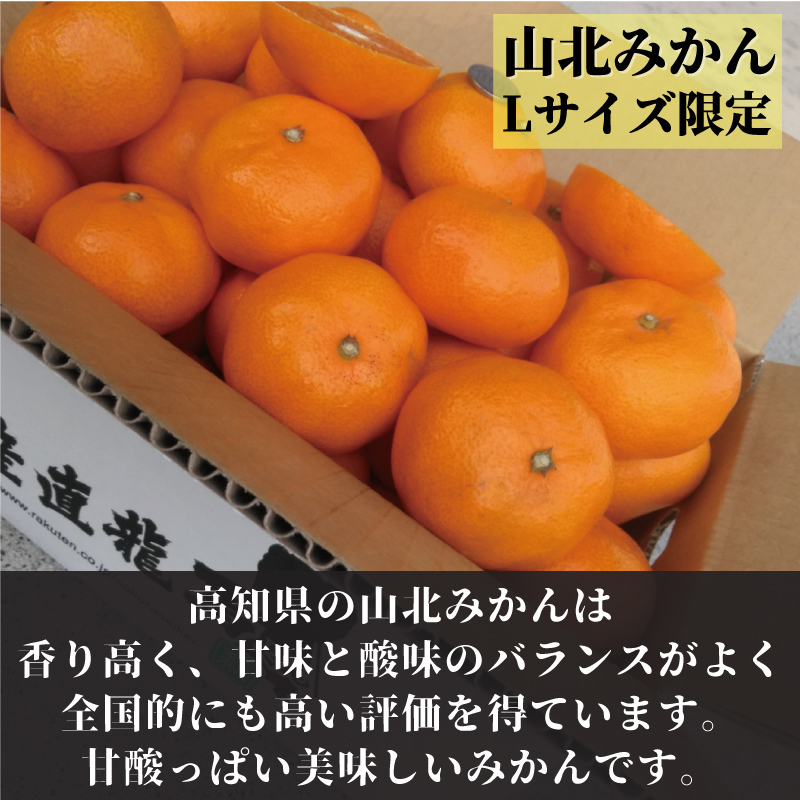 送料無料】高知産 山北みかん Lサイズ限定5ｋｇ 沖縄本土と北海道は