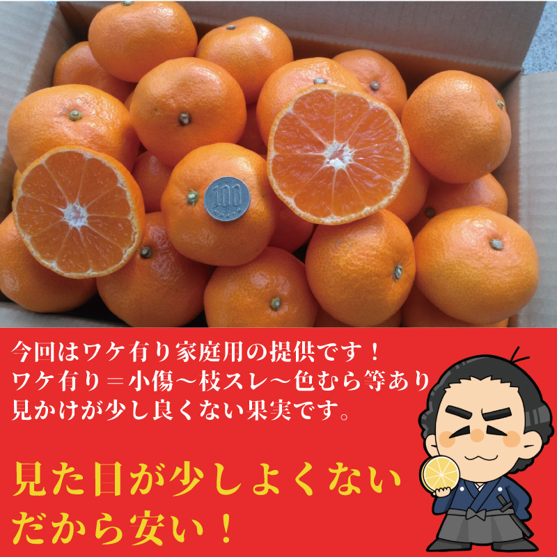 【送料無料】高知産 山北みかん Lサイズ限定5kg 沖縄本土と北海道は