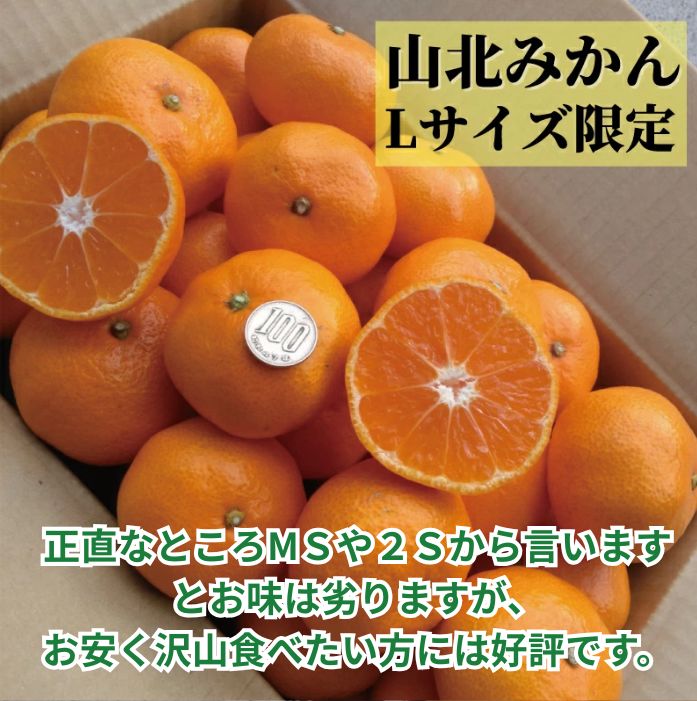 【送料無料】高知産 山北みかん Lサイズ限定5kg 沖縄本土と北海道は
