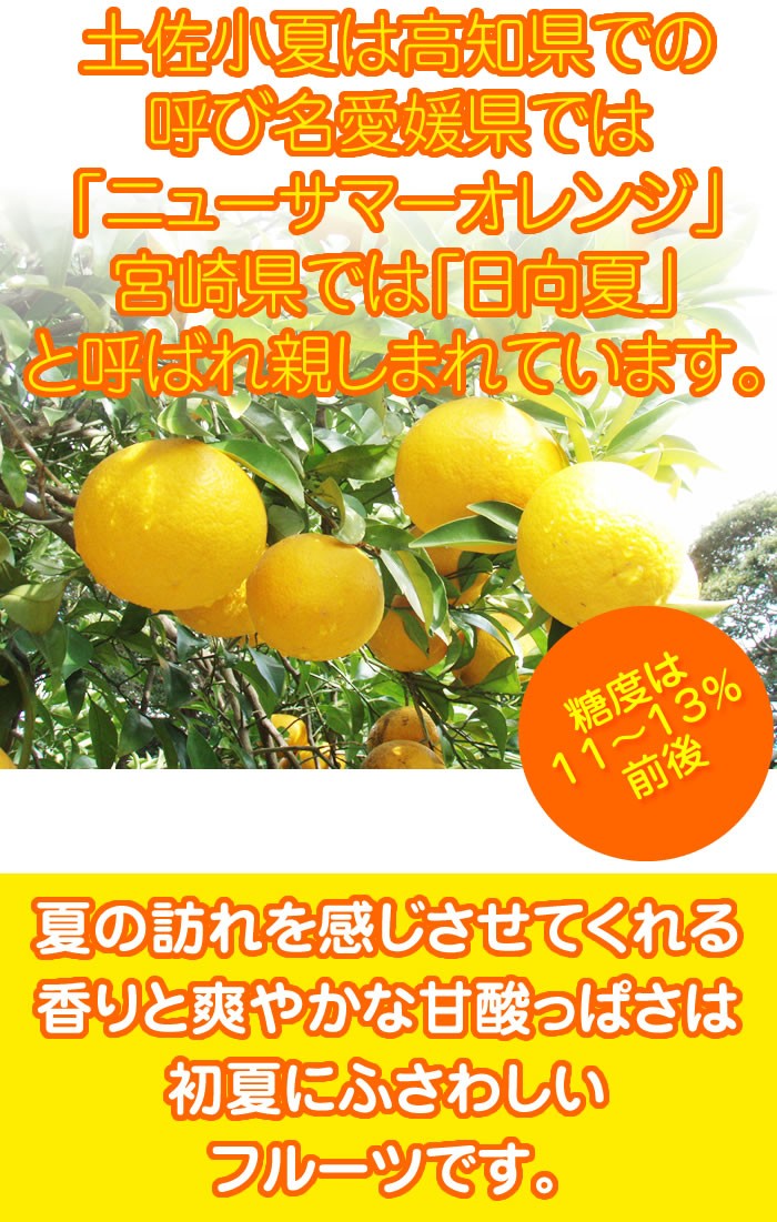 小夏 高知産 山波小夏研究会 温室小夏約5kg 贈答用特選品：ハウス小夏
