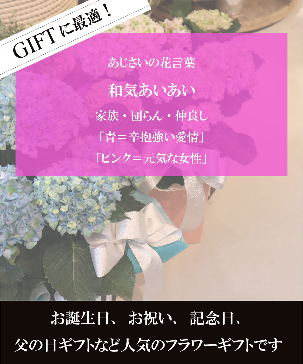 あじさい