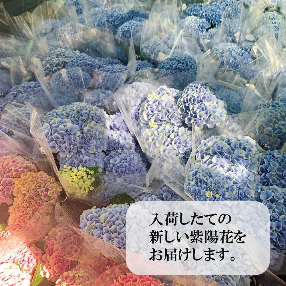 あじさい