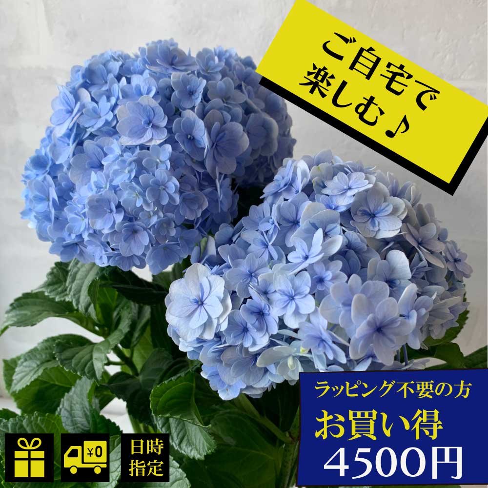 あじさい