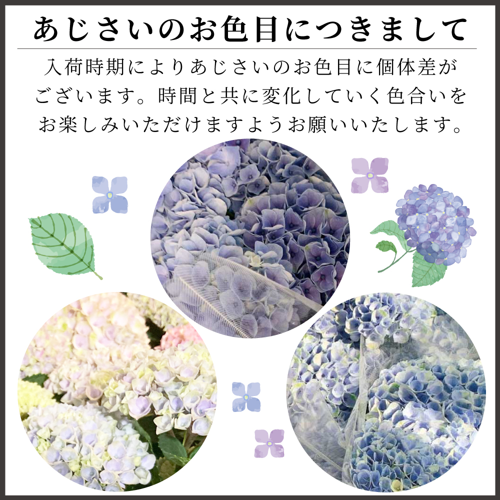 あじさい