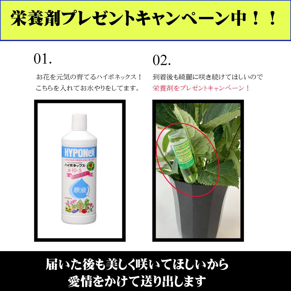 あじさい