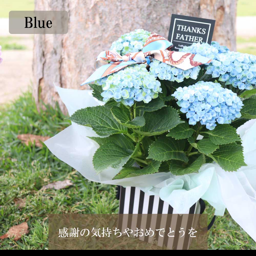 超格安価格 クーポン アジサイ あじさい 紫陽花 ギフト 父の日 花 プレゼントおすすめ 鉢物 母の日 青 ブルー ピンク 誕生日 Aynaelda Com