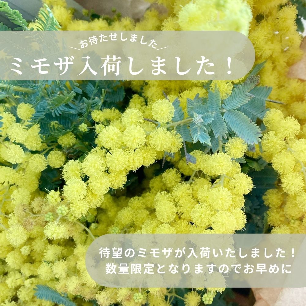 ミモザ入荷
