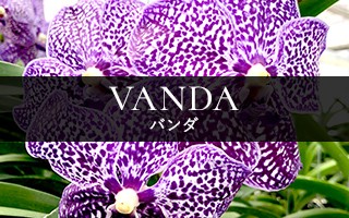 Vanda（バンダ）
