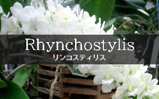 Rhynchostylis(リンコ..)
