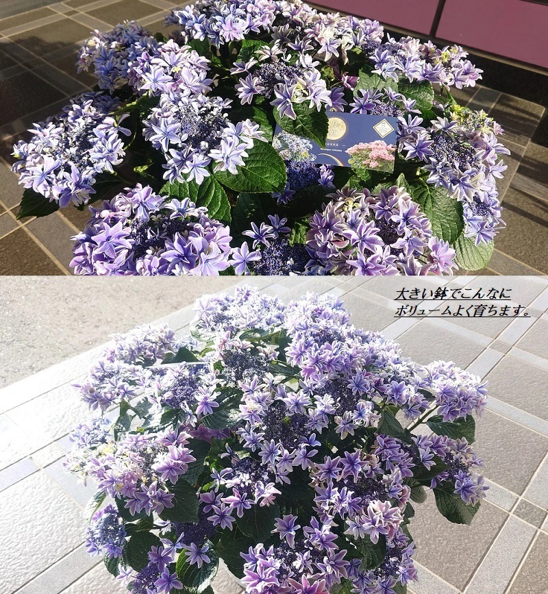 母の日 アジサイ 鉢植え 月虹ブルー 新品種 2025年（福岡県生産