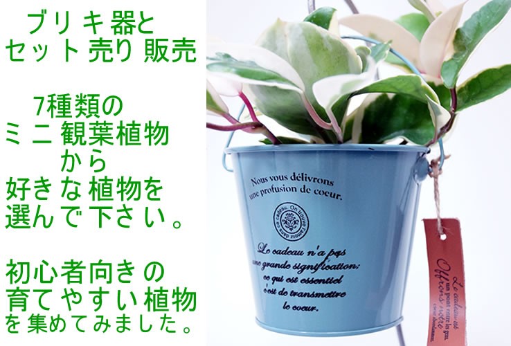 7種類から選べるミニ観葉植物安いセット売りブリキ器込販売 : 花と