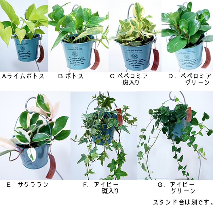 7種類から選べるミニ観葉植物安いセット売りブリキ器込販売 Buyee Buyee Japanese Proxy Service Buy From Japan Bot Online