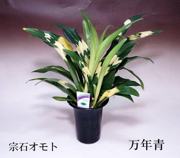 大八州 (おおやしま) Ooyasima – おもとの豊明園（ほうめいえん）