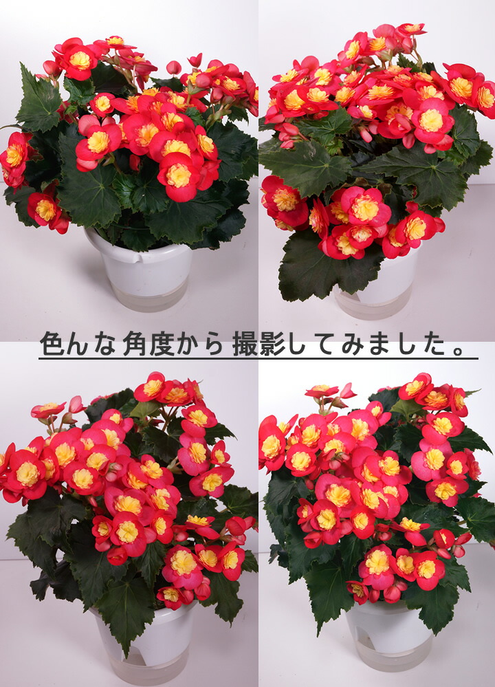 花花花のママページ 母の日 花鉢 リーガスベコニア ヴァレンティーノ ピンク ベコニア 人気