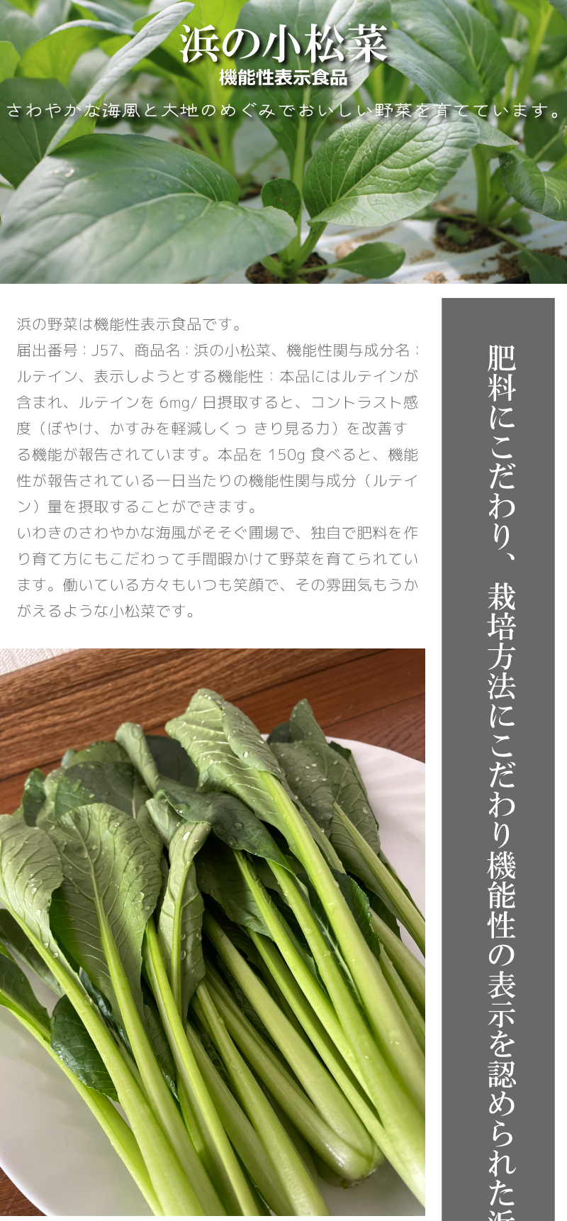 【機能性表示食品】福島県いわき市 浜の野菜 浜の小松菜 地温制御 環境制御  あさあけ農場 ルテイン 地温制御システム 育苗システム