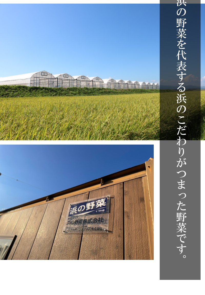 【機能性表示食品】福島県いわき市 浜の野菜 浜の小松菜 地温制御 環境制御  あさあけ農場 ルテイン 地温制御システム 育苗システム