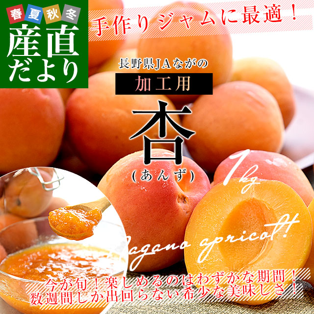 長野県産 JAながの 加工用「杏（あんず）」（品種：信州大実